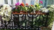 Balkonlarınıza Görsellik Kazandıracak Çiçek Çeşitleri